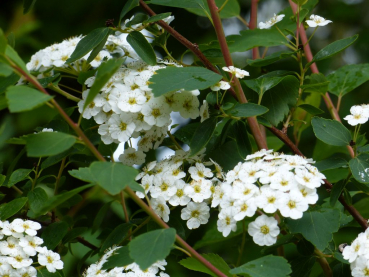 Prachtspiere (Spiraea Vanhouttei) Liefergröße: 50-80 cm